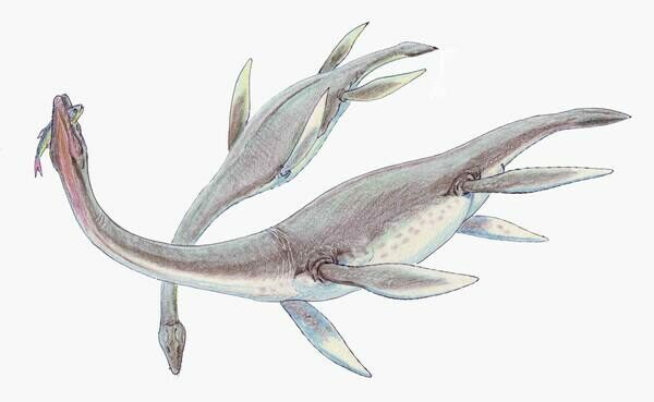 Artists reconstruction of a pair of feeding Plesiosaurs.  Creatives Commons License by Dmitry Bogdanov